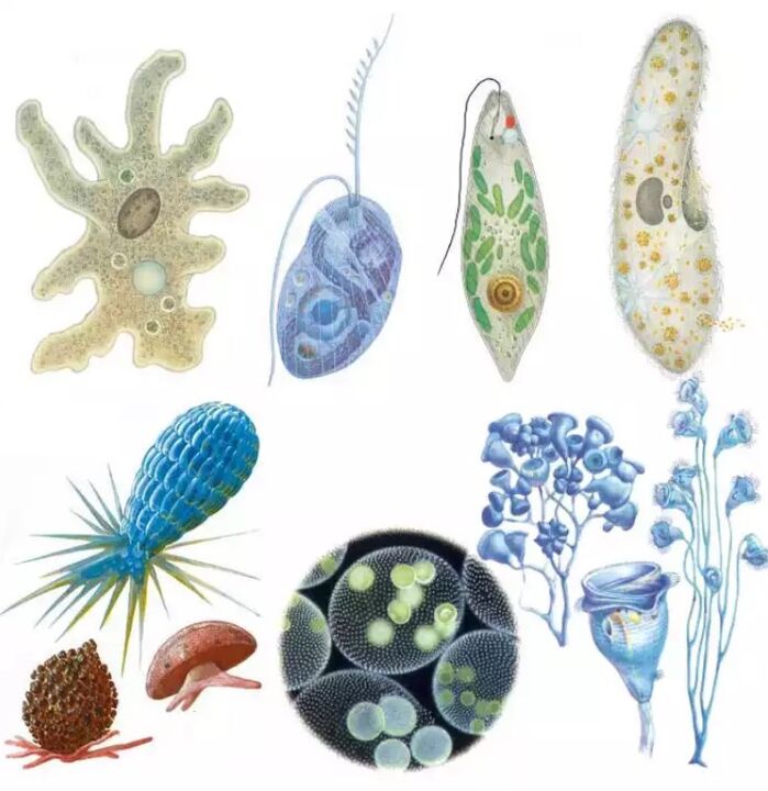 Los parásitos pertenecen al reino de los protozoos, que tiene más de quince mil especies. 