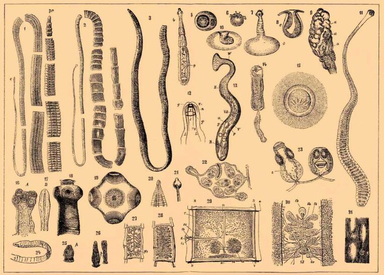 Tipos de gusanos en el cuerpo humano. 
